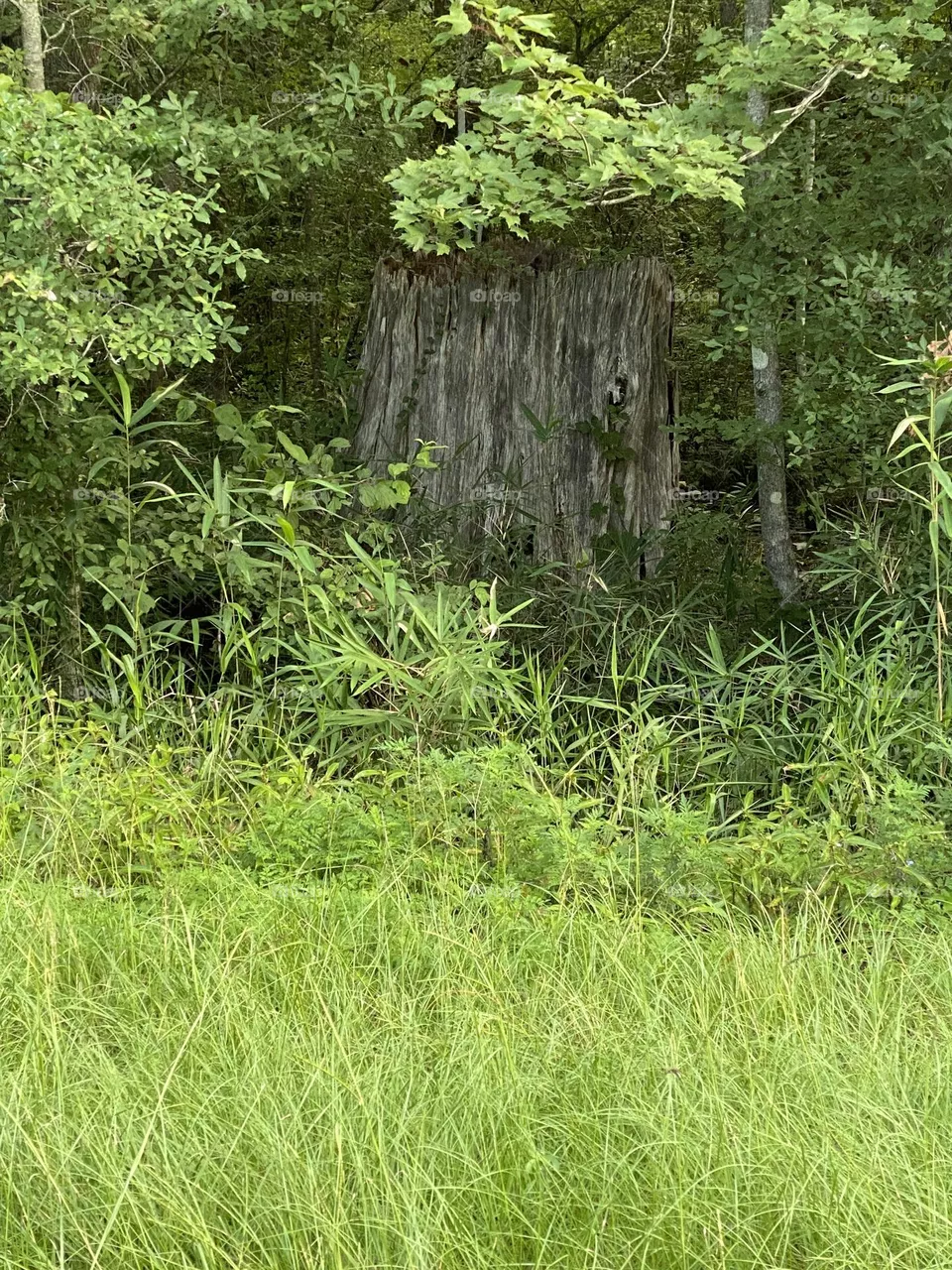 The biggest tree stump I have seen 