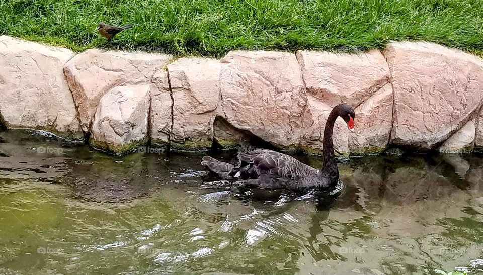 The Great Black Swan the only one I've seen in Las Vegas Nevada