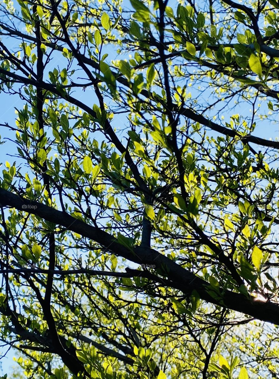 Sunlight through new leaves 