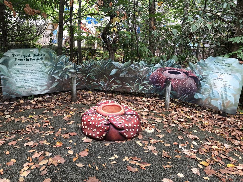 Fake Rafflesia