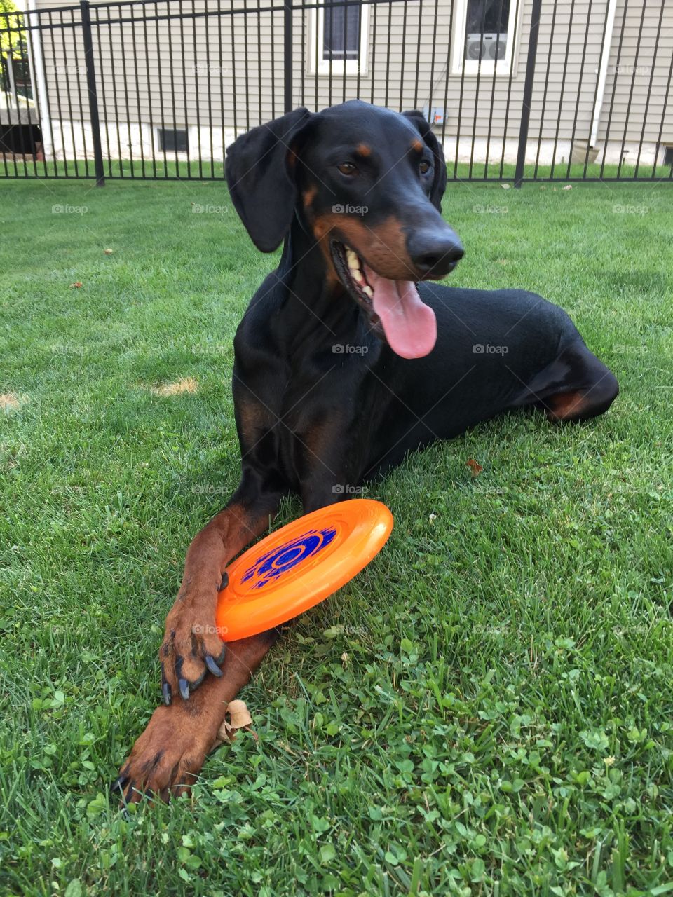 Doberman Pinscher with his frisbee