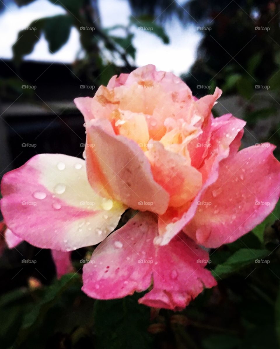 🌷Nesta 3a feira, o #céu está cinzento devido às #chuvas. Mas as #roseiras continuam colorindo o dia com sua beleza.
Agora, 06h00, com as #flores bem molhadas e ao mesmo tempo, muito vivas!