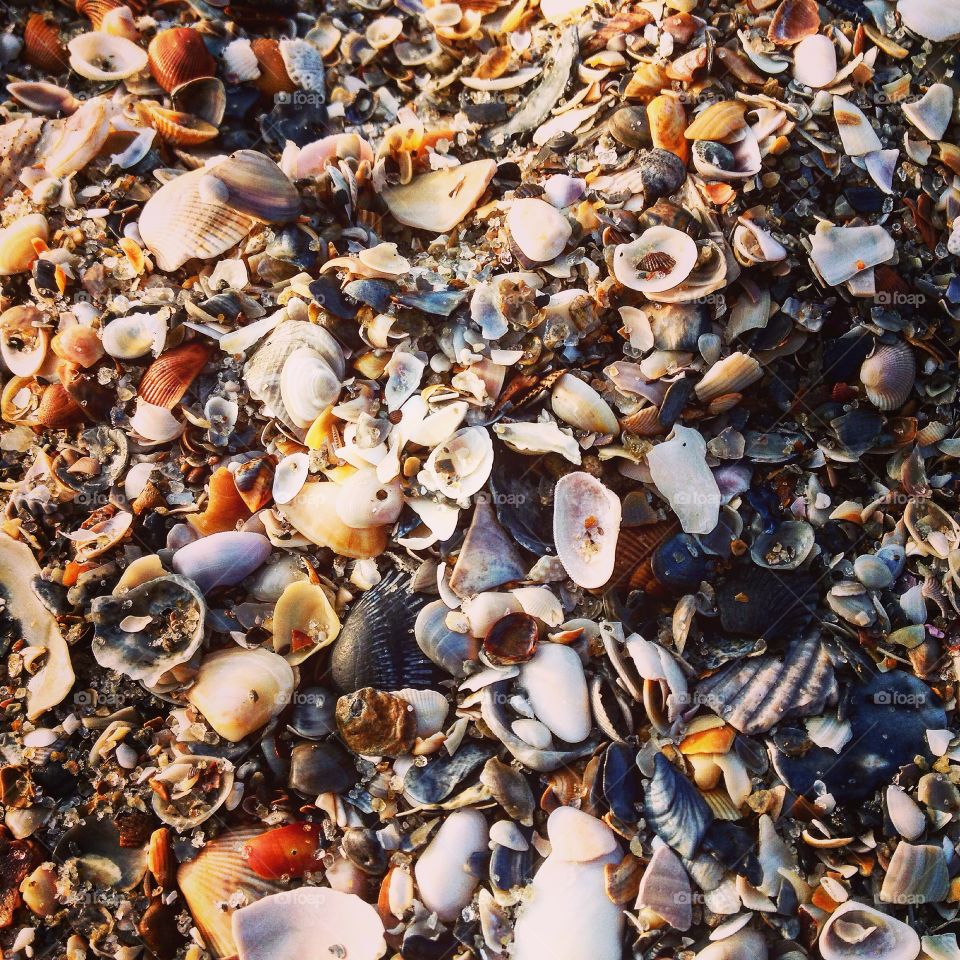Beach, Summer, Shells 