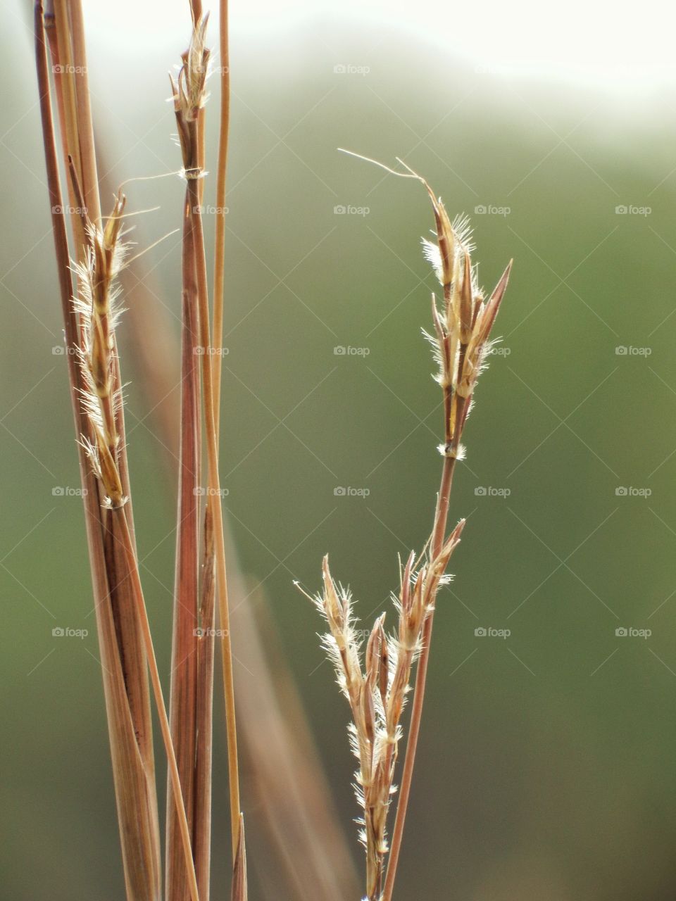 Prairie grass strands closeup against a soft green background 