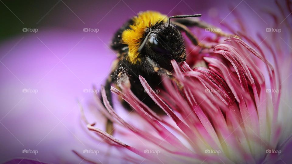 Bee on flower blossom