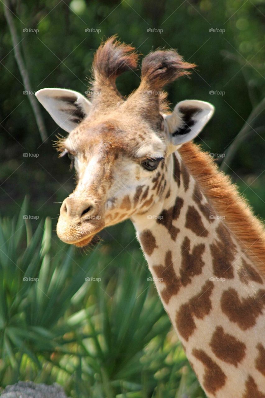 Baby giraffe 