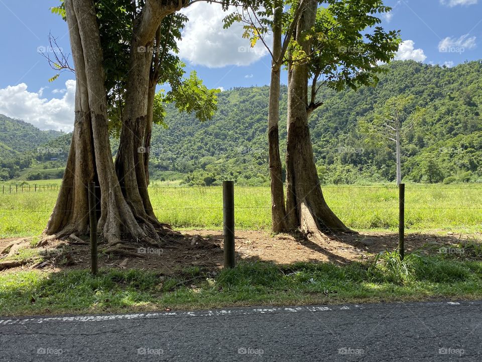 A incredible view between the tree!