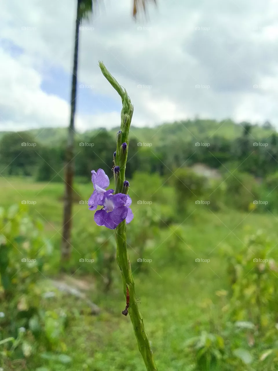 Beautiful flower