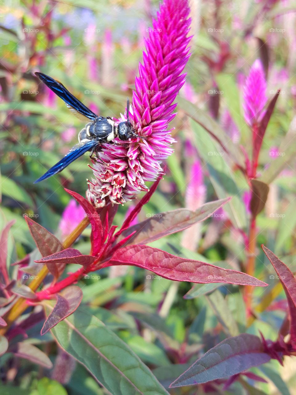 Insect on flower