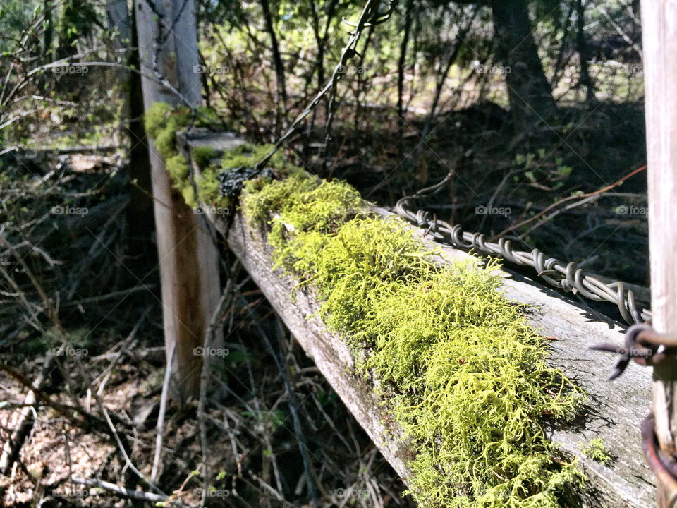 Moss on fence post/rail