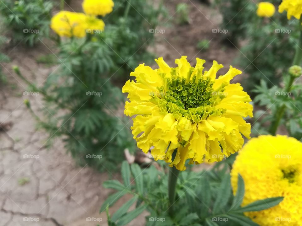 will you please buy this photo i loss economically also i don't have any supports