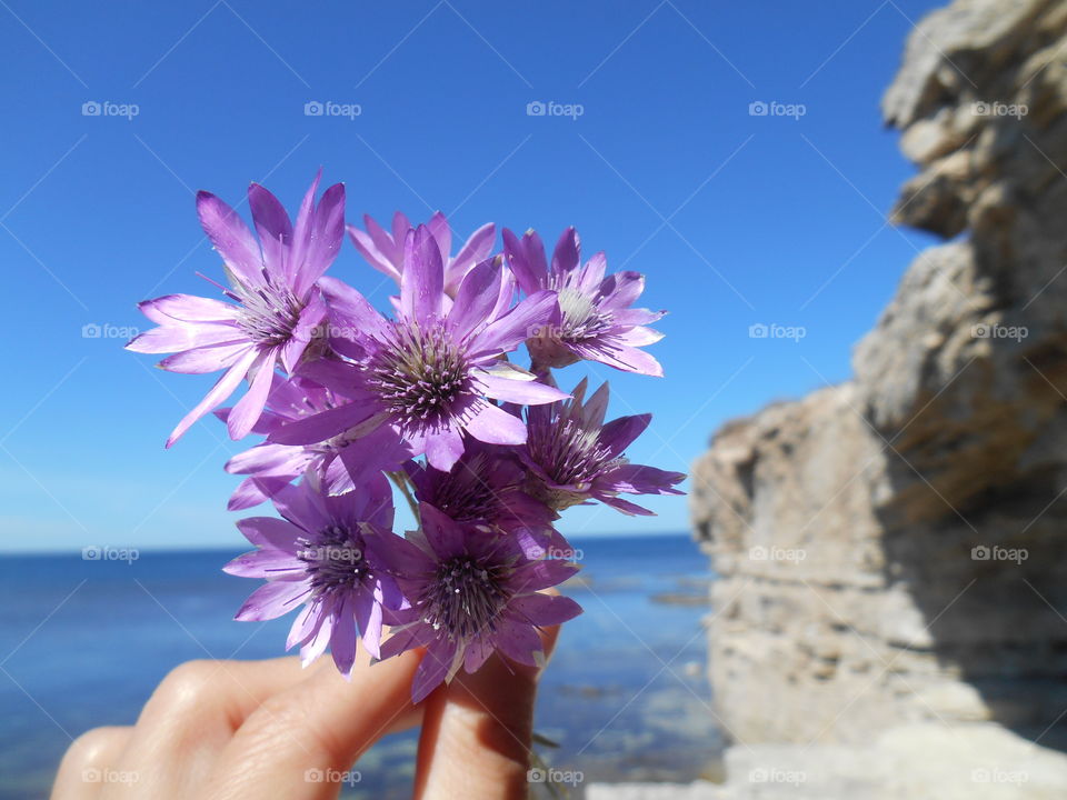 purple flowers in the hand summer time on a sea blue sky background