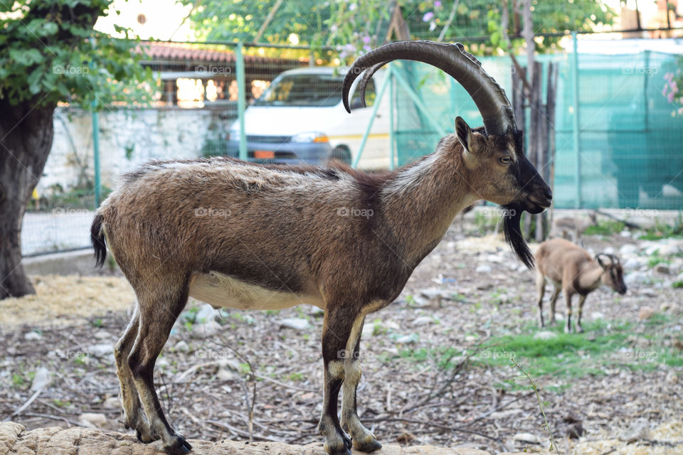 this is the famous "kri-kri".Kri-kri is a rare wild goat and it is very rare nowadays!