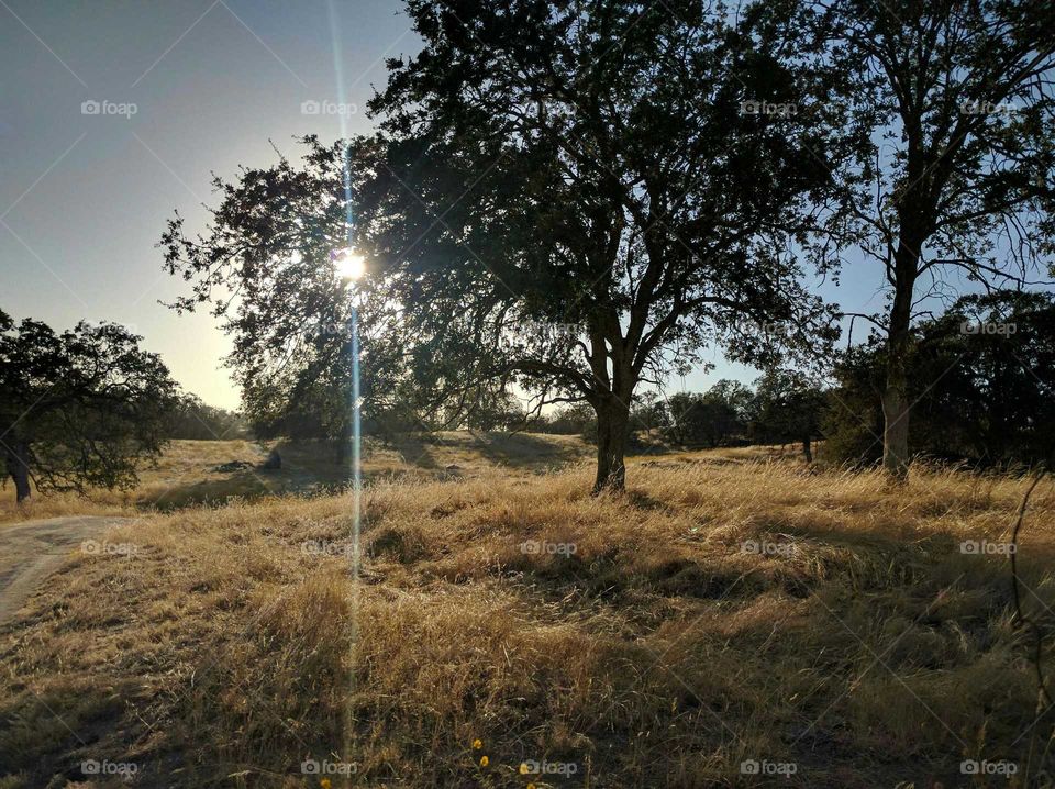 Sierra Nevada Foothills