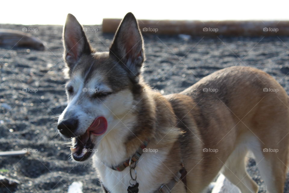 My dog at the beach