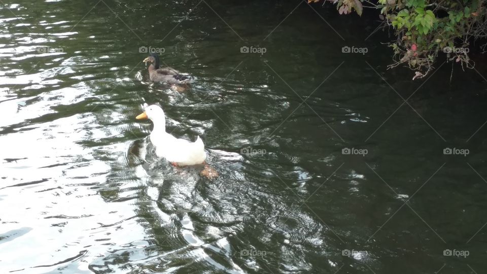 Water, Pool, Lake, Bird, River