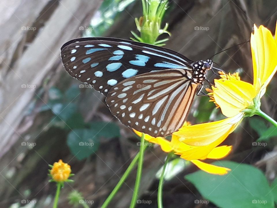 Butterfly rest on flower