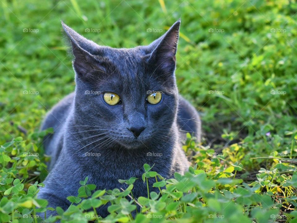 cat sitting on field of clover
