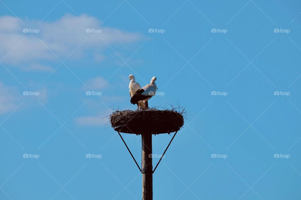 Low angle view of storks perching on nest against blue sky in springtime. 