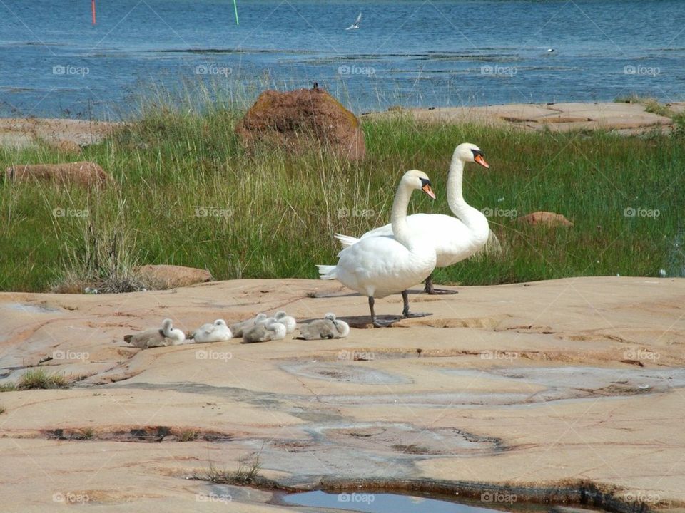 Swan and Ducklings