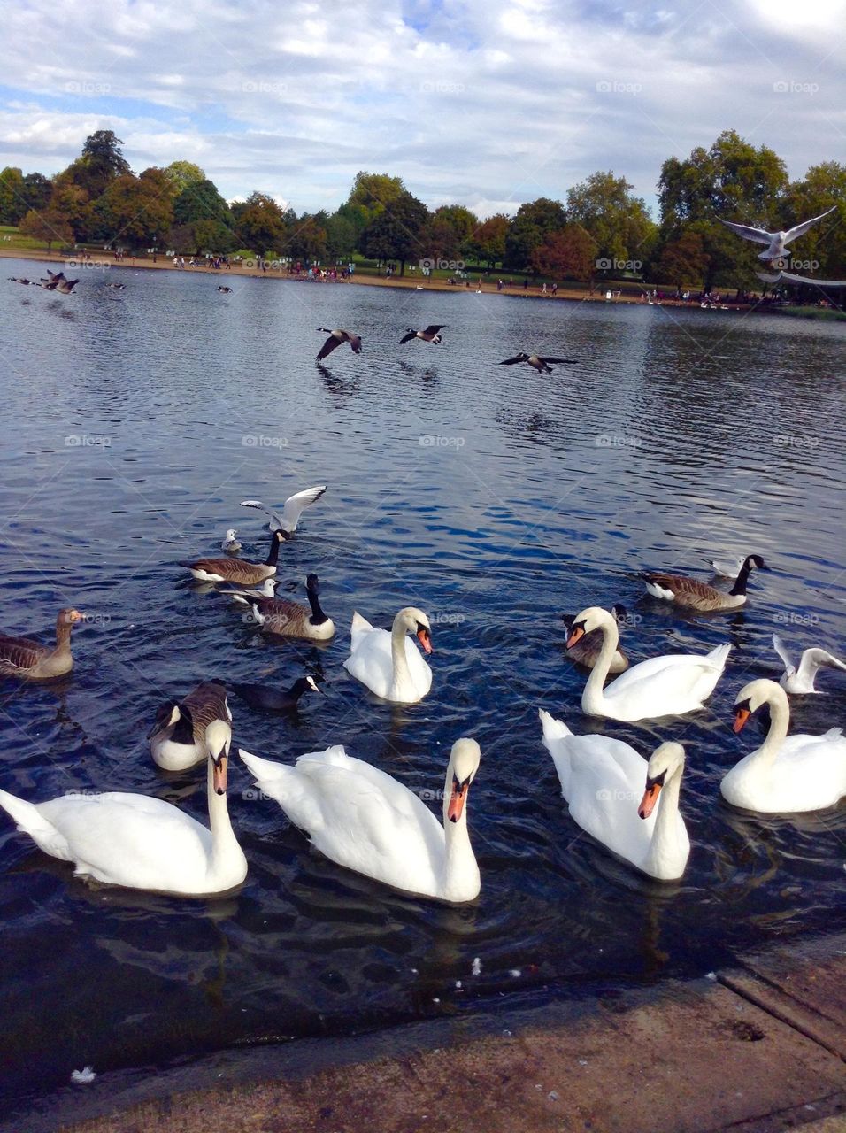White swans swim at Hyde park London