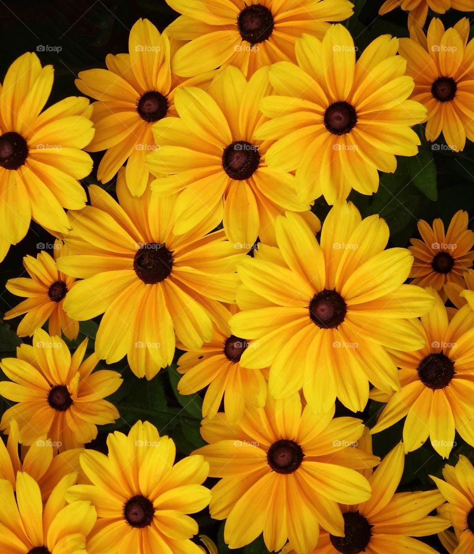 beautiful yellow coneflowers