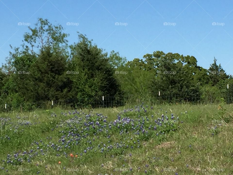 Texas Bluebonnets