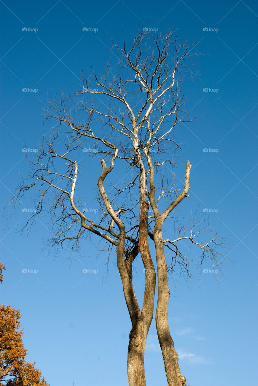 yalla tree sunny leaf by jbdc