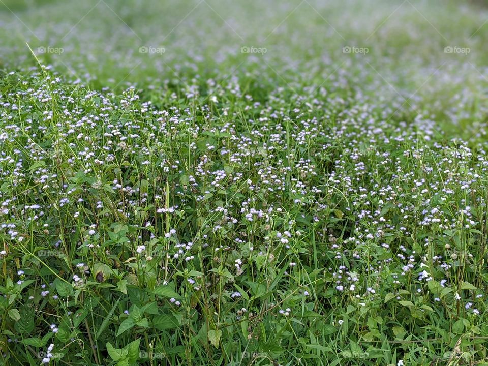 wild plant flowers