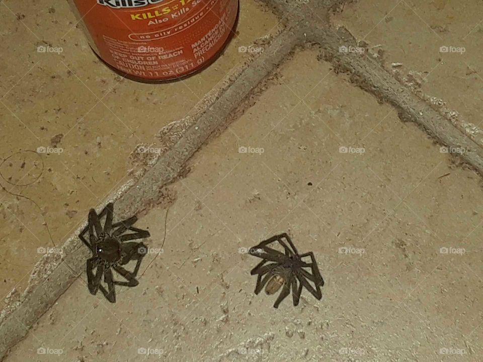 two dead wolf spiders inside my home in Florida