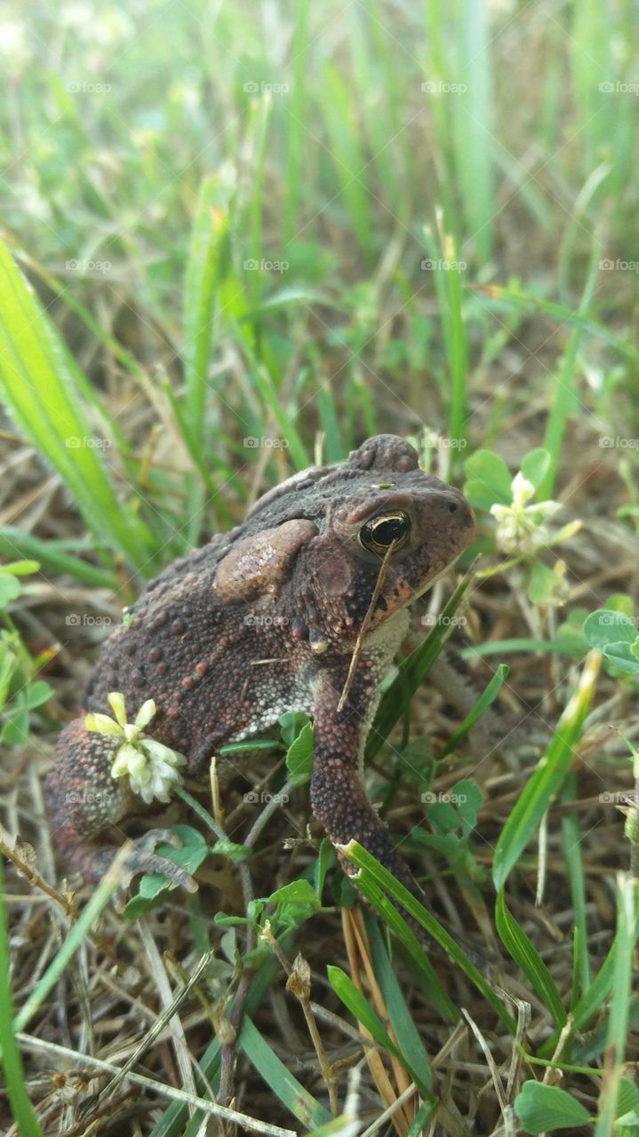 Mr. Toad.