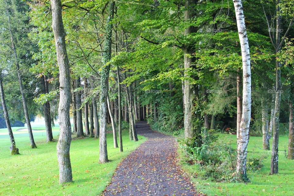 the path into woods