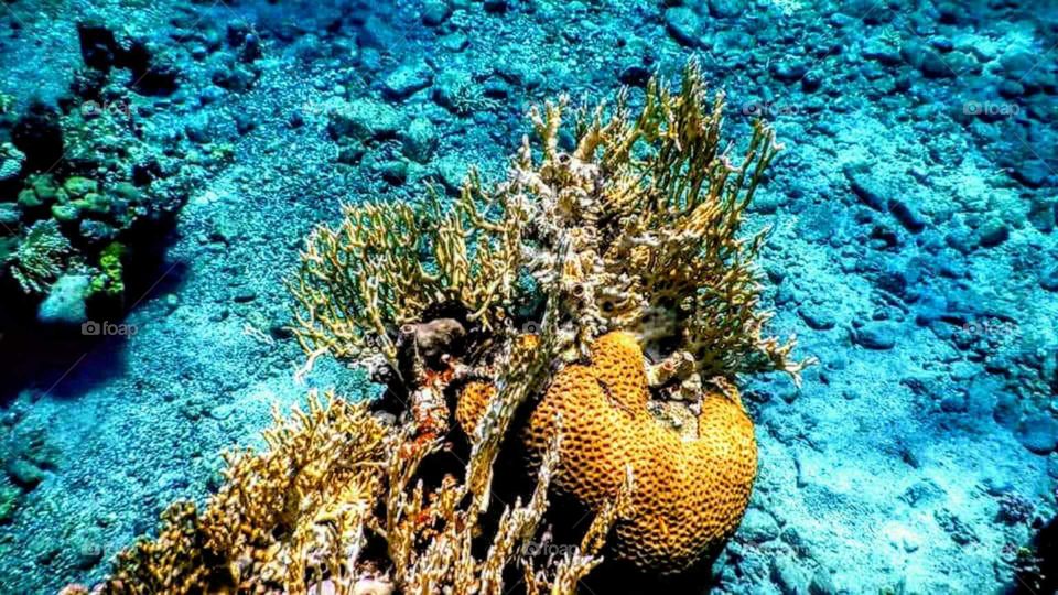 Admire the beauty of the canals of the Red Sea with us ...