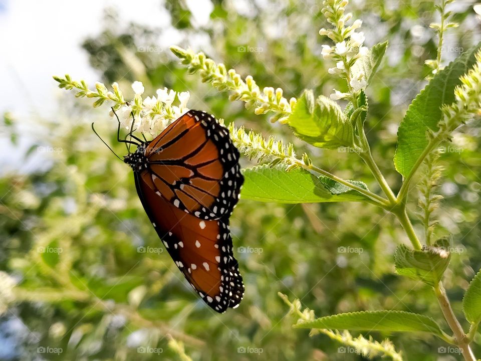 A Queen butterfly on a sweet almond verbena shrub.