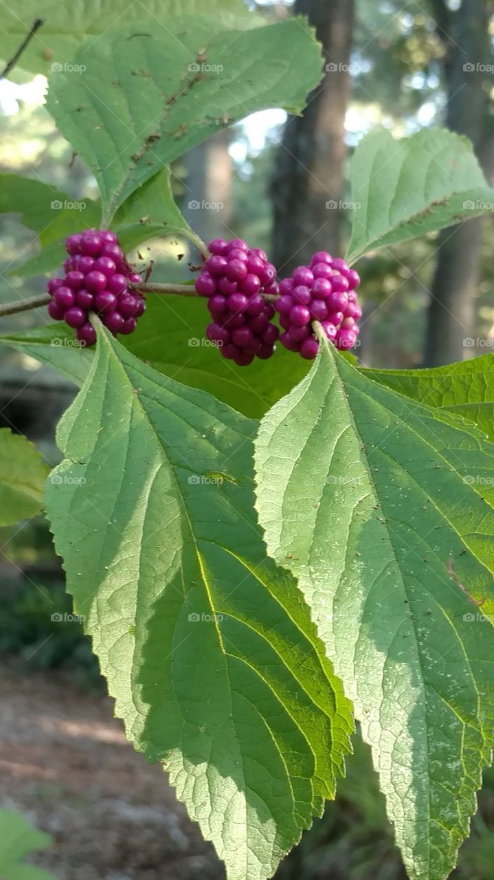 Leaf, Nature, No Person, Summer, Flora