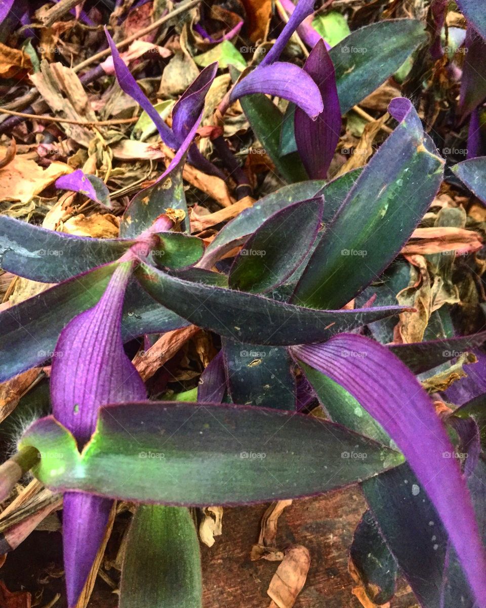 Purple plants