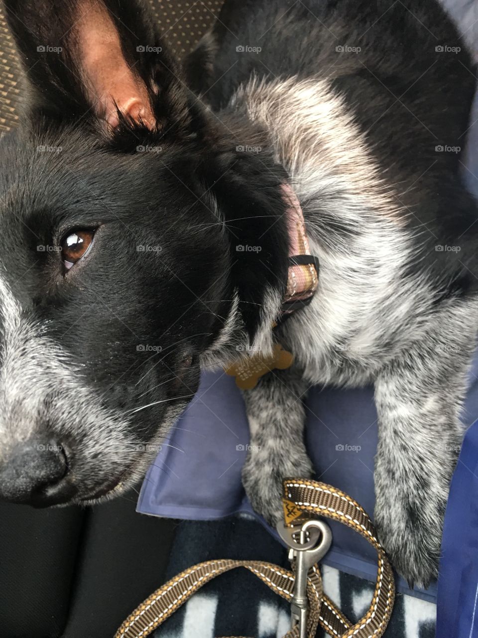Mixed breed pup in the back seat of a car going for a ride