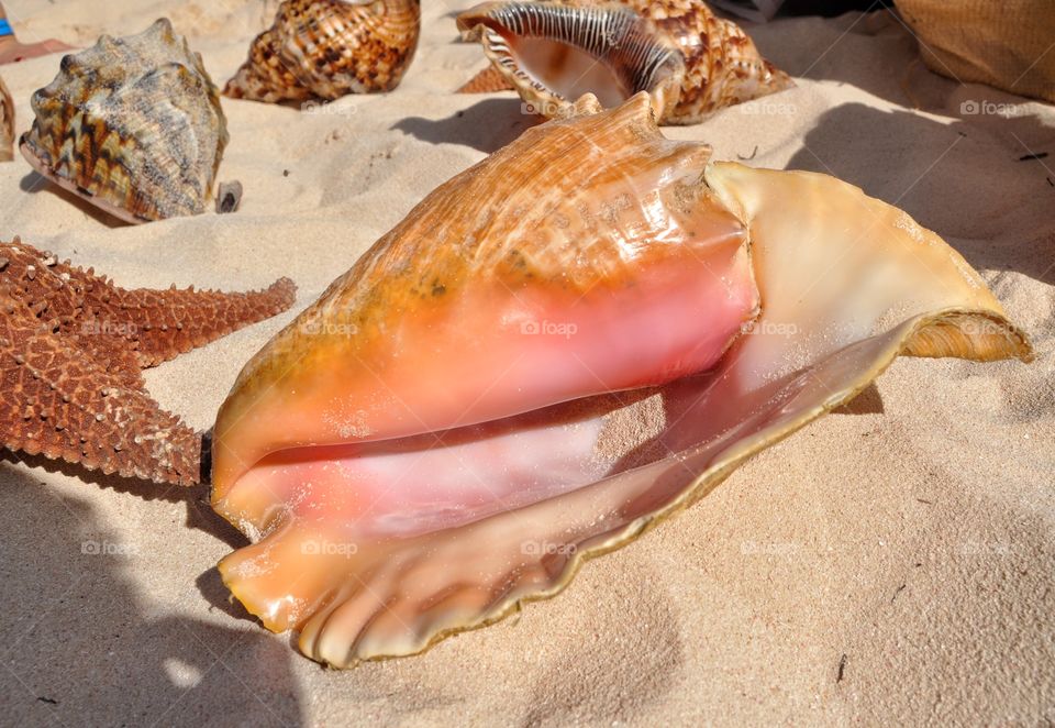 but g tropical shells on the beach in Dominican Republic