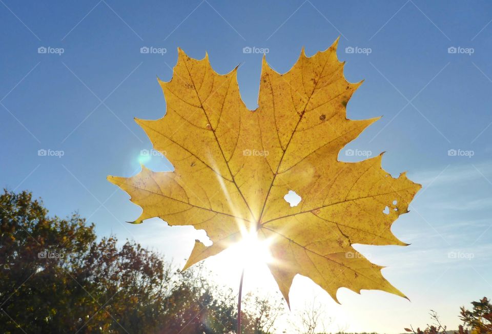 Sun shining through a hole in a Yellow mapleleaf 