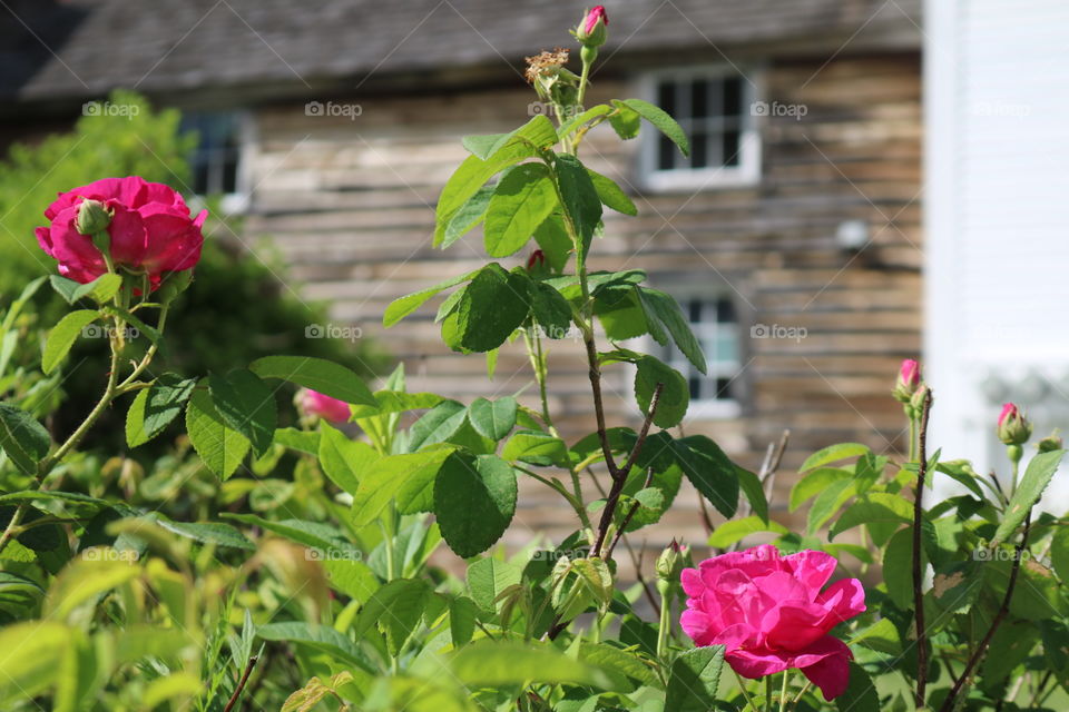 Vermont roses