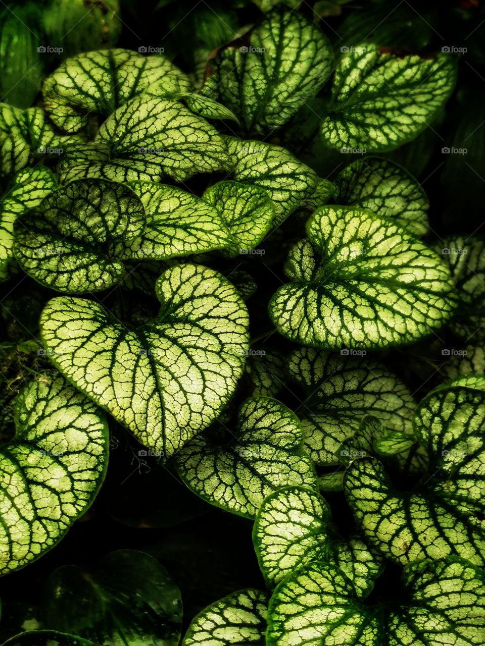 Plant green house Park colors grass flower nature beauty wild forest