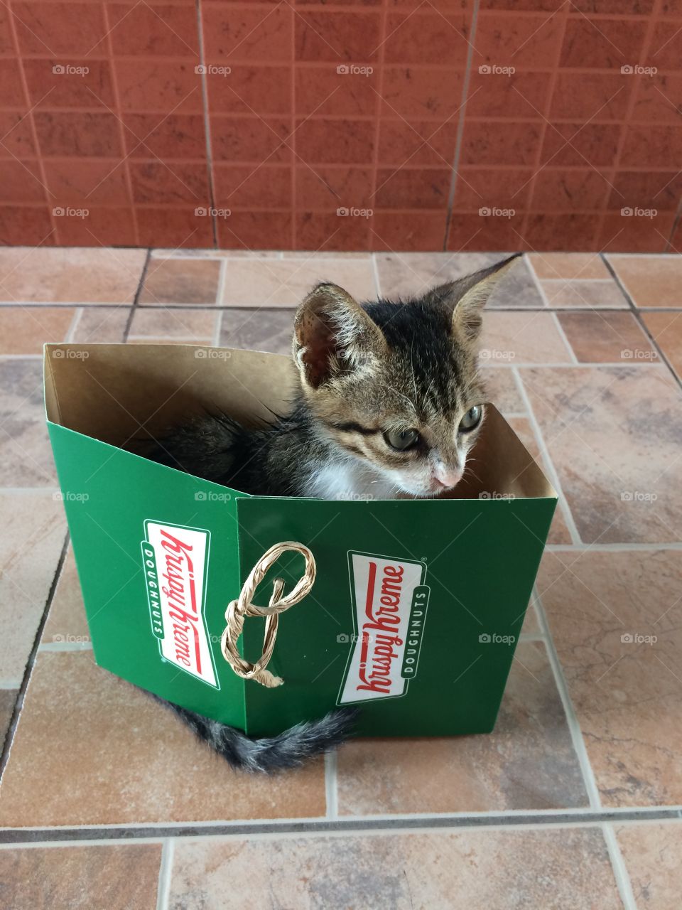 Delicious doughnuts for this cute cat.