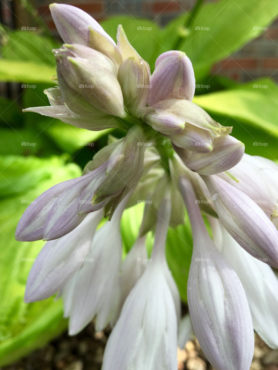 Hosta Flower Bloom