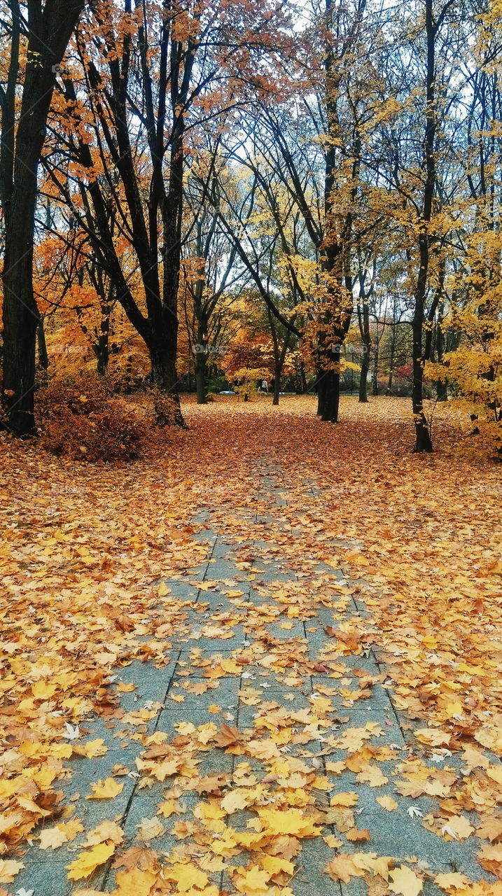 Autumn trees with yellow leaves in park landscape
