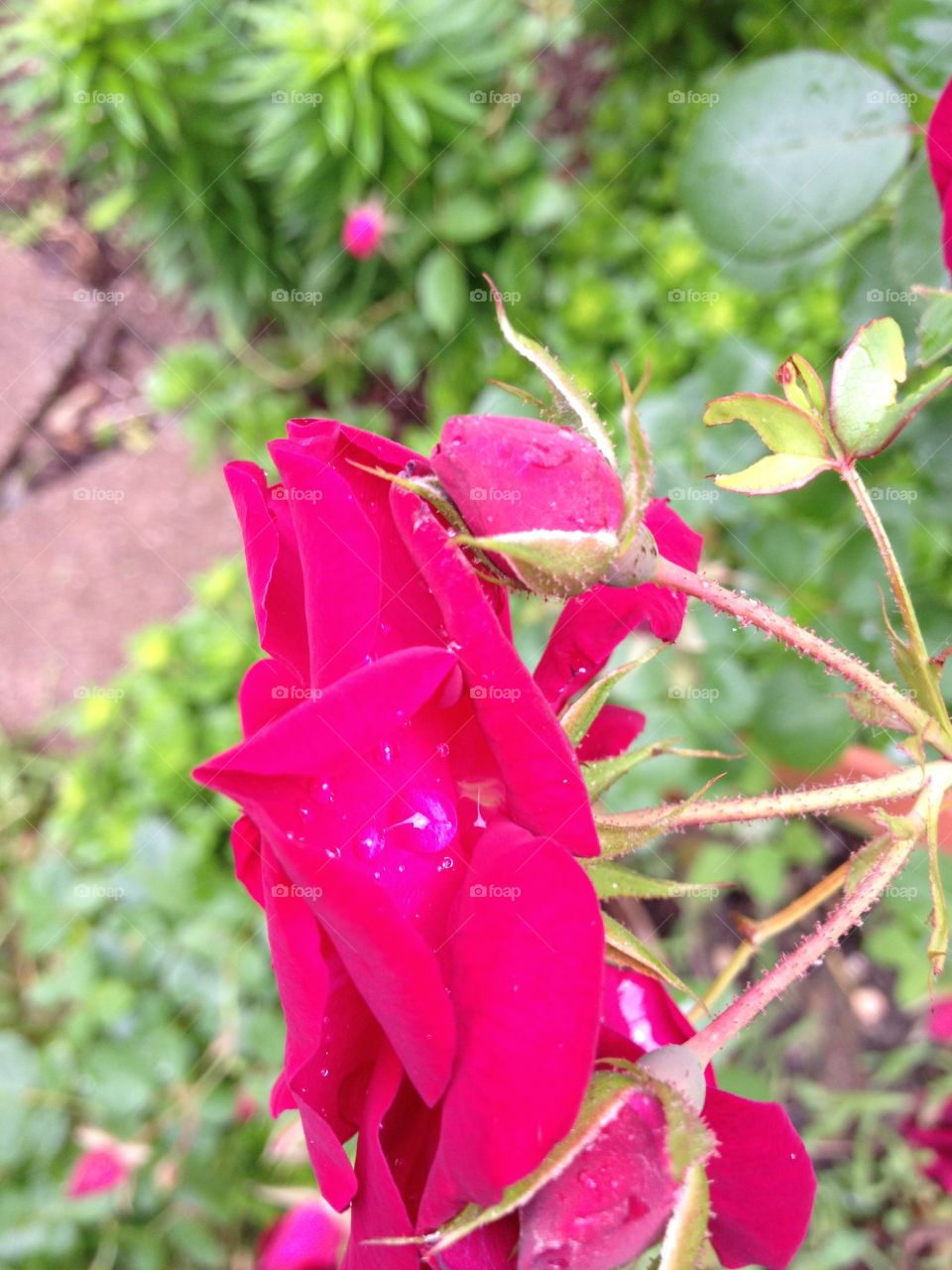 Rose. Raindrops on rose.