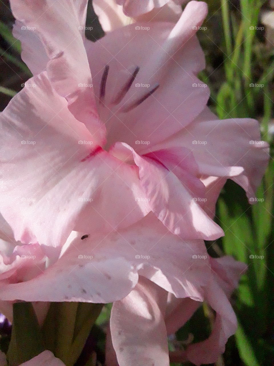 Фото цветок гладиолус букашки
