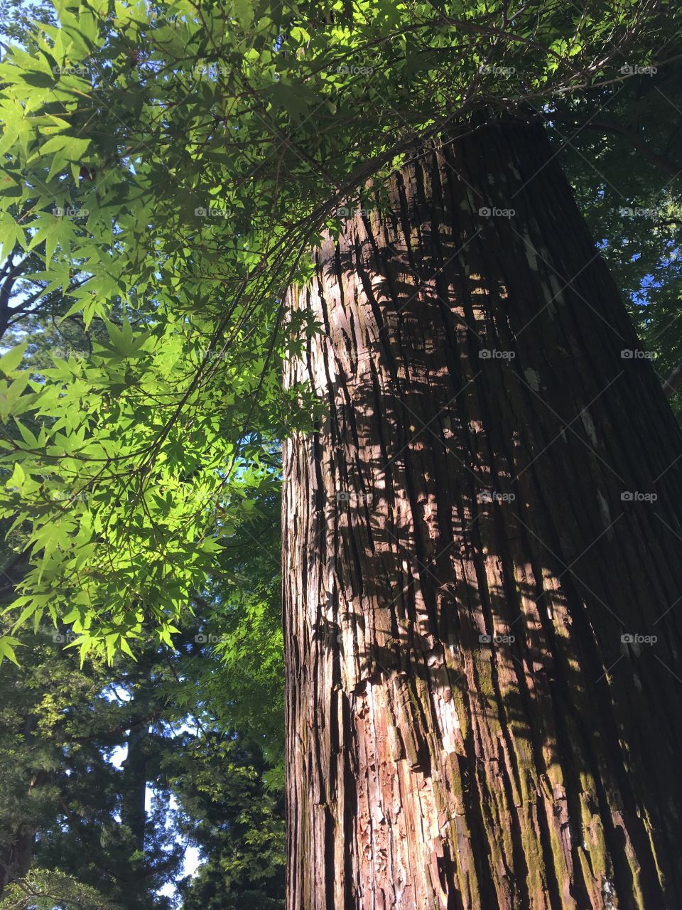 Shadows on a tree trunk on a summer afternoon. 