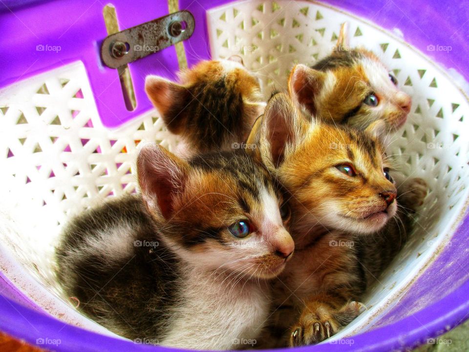 Four cute kittens in a plastic basket