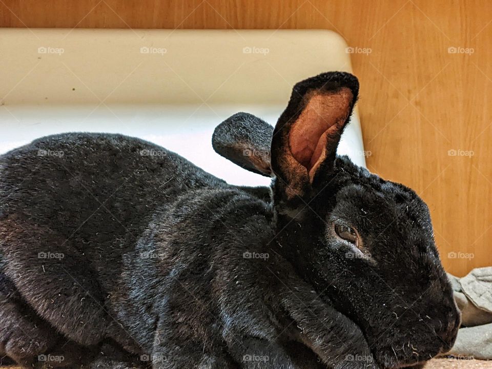 portrait of a domestic black rex rabbit