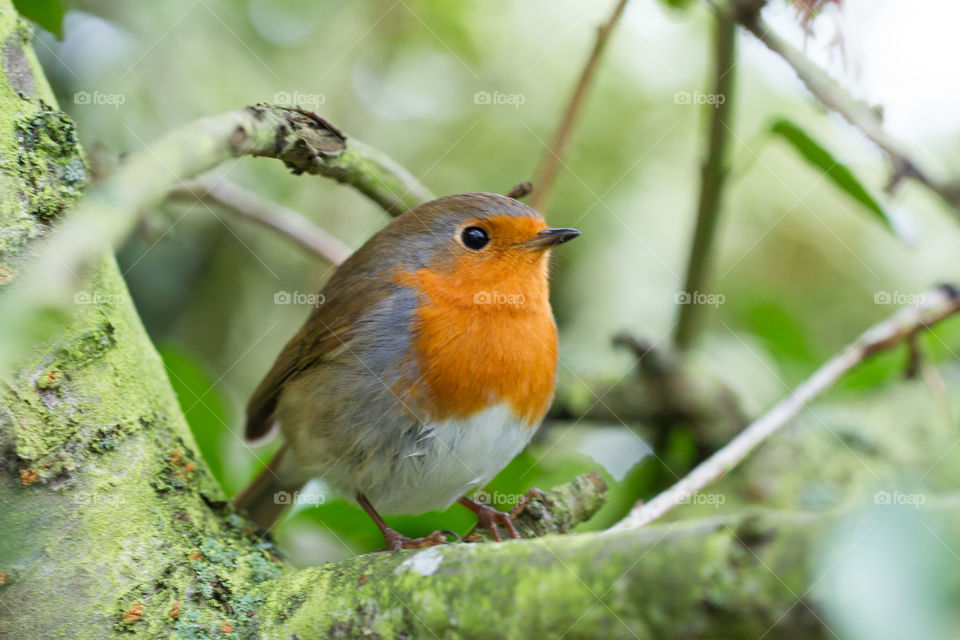 Robin Redbreast. A robin sitting on a branch looking for his next meal.